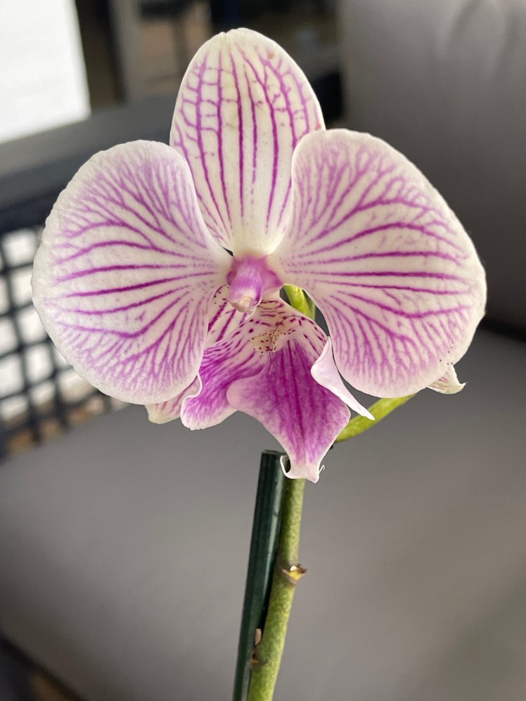 The Impact of&nbsp;Loss