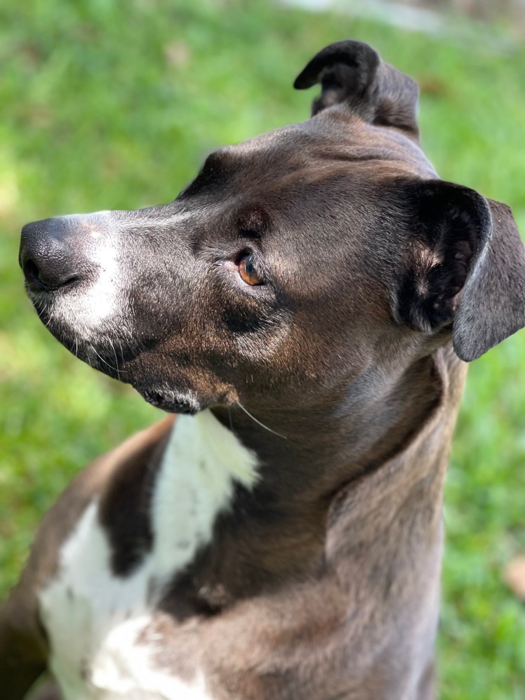 Relationship Advice from My Dog: Missy Edition